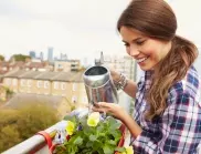  Цветята, които може да оставите на балкона през зимата 