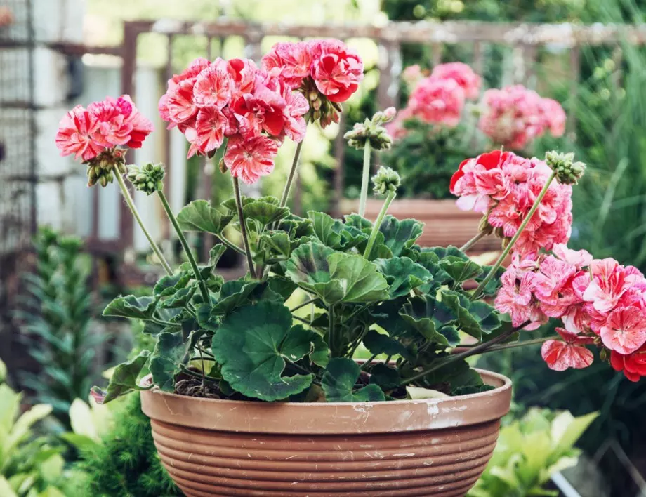 Кой да предположи, че МУШКАТОТО е способно да излекува и това 