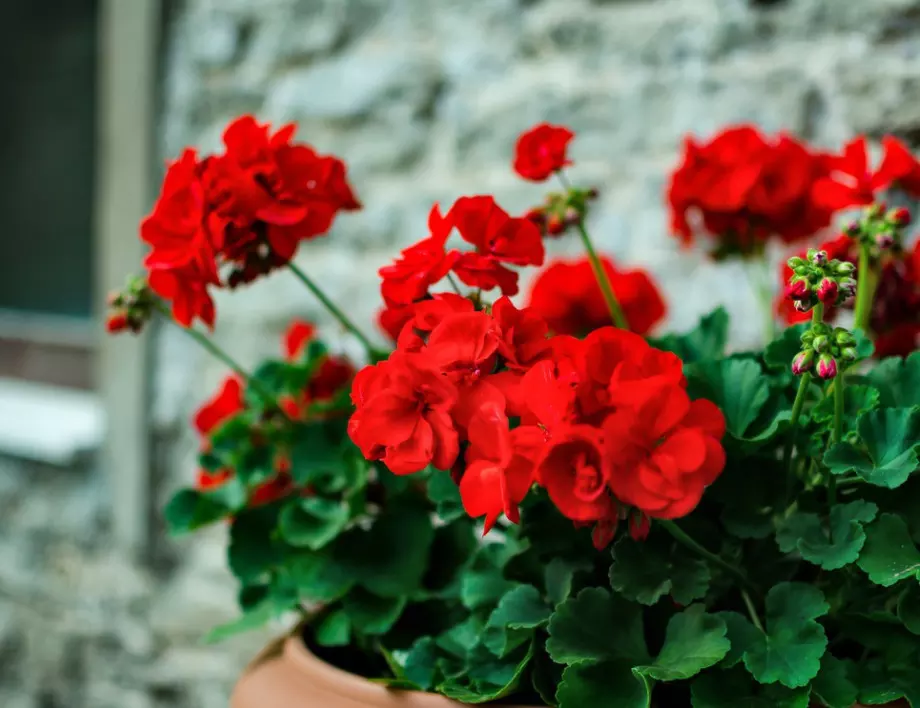 1 капка от това и мушкатото ще ИЗБУХНЕ в цвят 