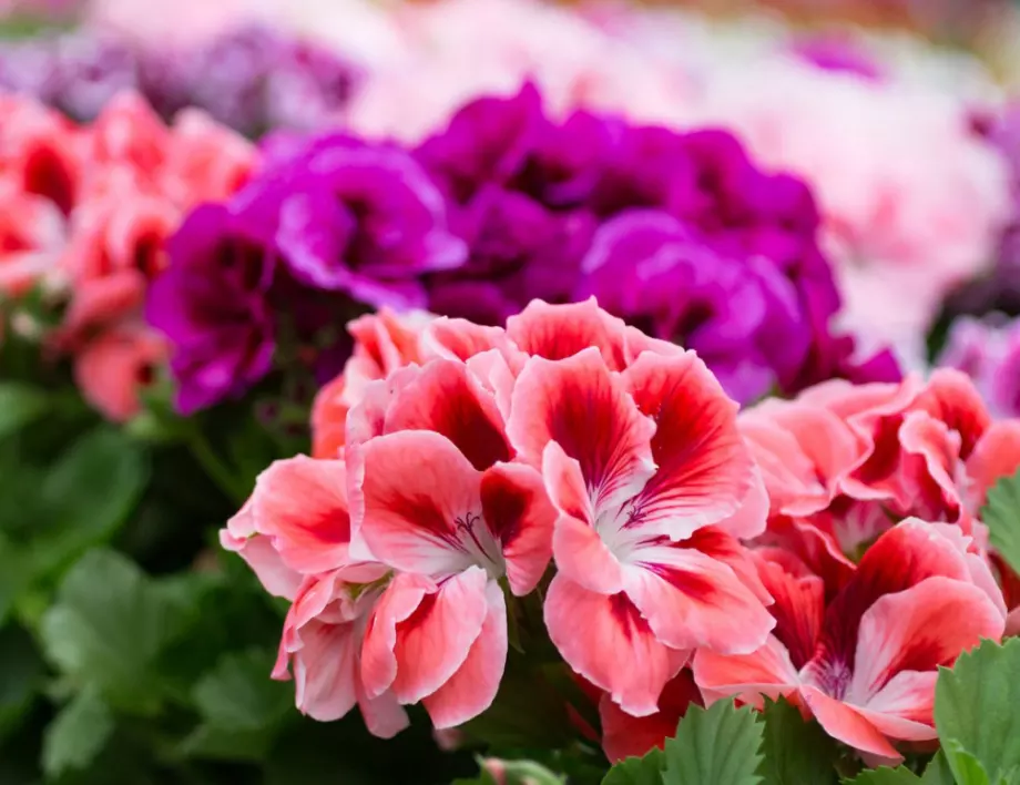 Подрежете МУШКАТОТО така, за да ЦЪФТИ богато