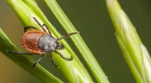 С тези хитрини ще изгоните кърлежите от двора 