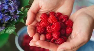Тънкости при поливането на малини за двойно по-богата реколта