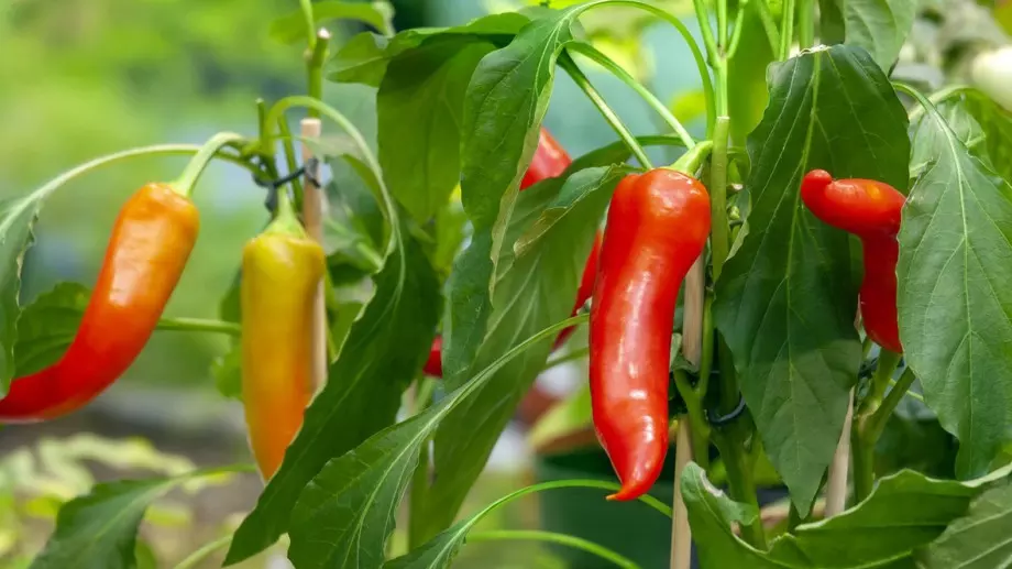 Прищипване на пипера за богата реколта 