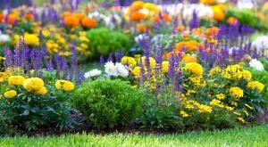 Тези цветя ще ви спасят от плевелите в градината