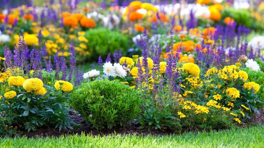 Тези цветя ще ви спасят от плевелите в градината