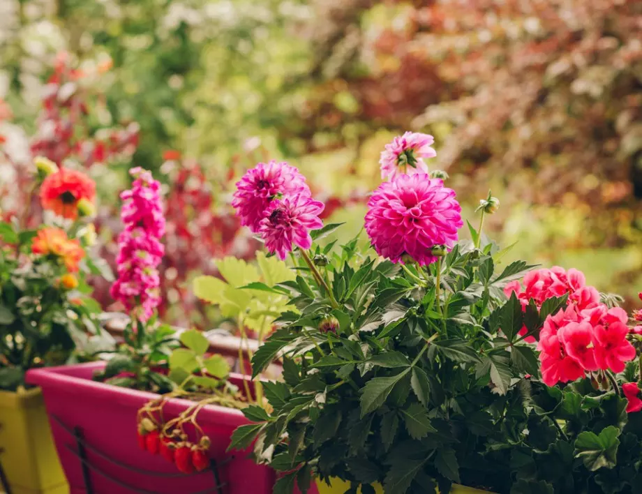 7 трайни растения за градината, които могат рядко да се поливат