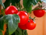 Ефикасно подхранване с мая за добра реколта от домати