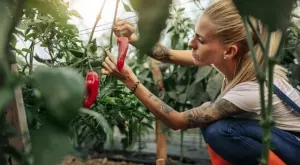 Как да съхраним чушките за зимата 