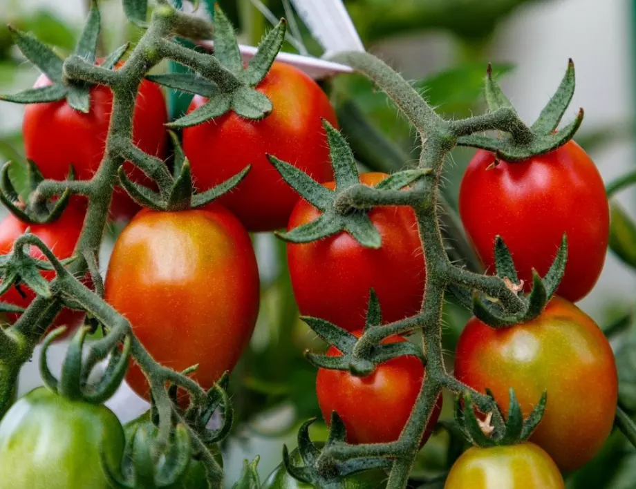 Ето как да получите 2 кофи домати от един корен