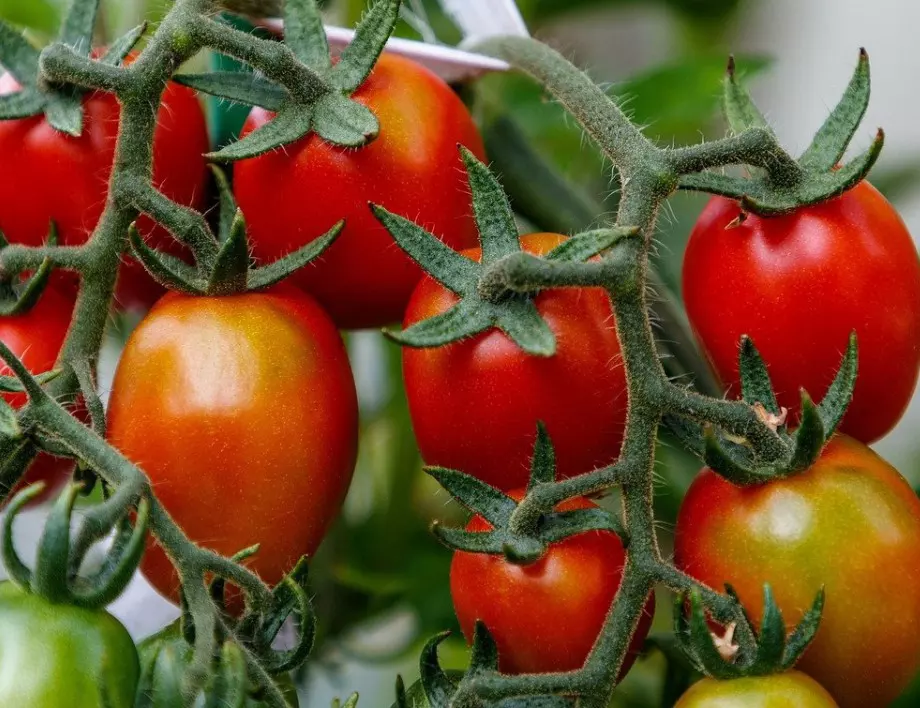Полейте доматите само 3 пъти с това и те ще бъдат по-едри и вкусни от всякога