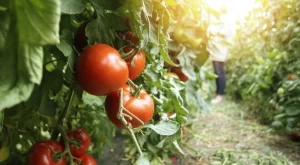 Всеки градинар допуска тези грешки с разсада на доматите
