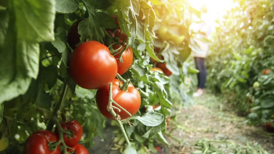 Всеки градинар допуска тези грешки с разсада на доматите