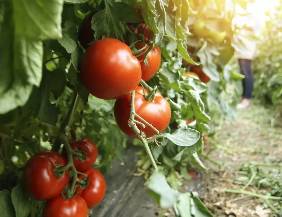 Чудотворният разтвор, който ще направи реколтата на доматите ви 2 пъти по-богата