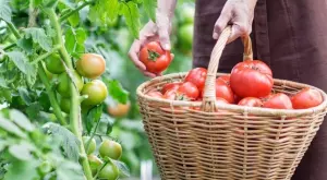 Как правилнно да се грижим за доматите през август