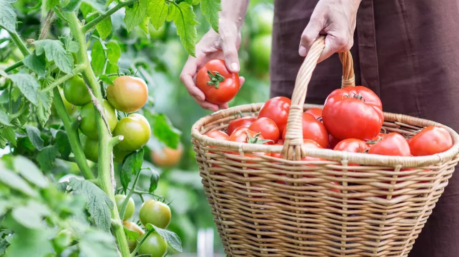 И тази година ядох огромни вкусни домати, защото ги наторих правилно