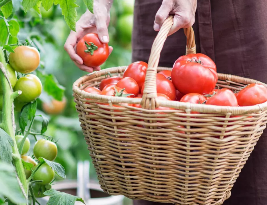 Напръскайте доматите с това и ще прибирате реколтата до късна есен