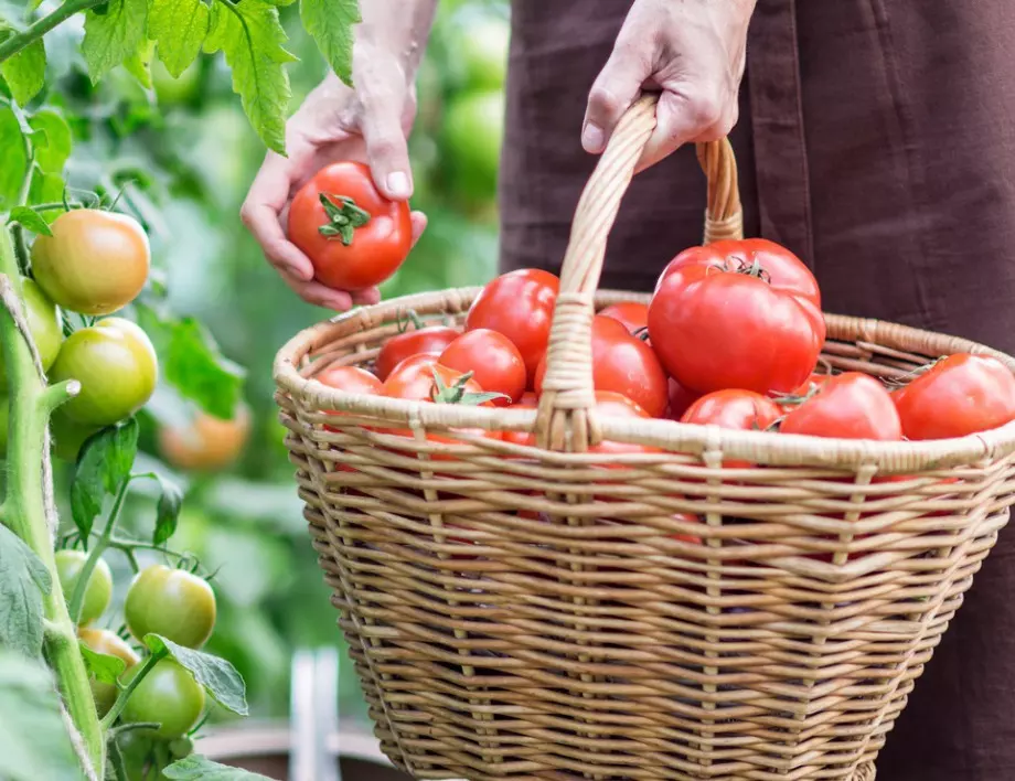 Ако искате здрави и месести домати, два пъти месечно ги пръскайте с този разтвор