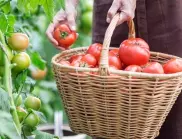 Полейте доматите точно сега с този разтвор и реколтата им ще е по 15-20 кг от корен