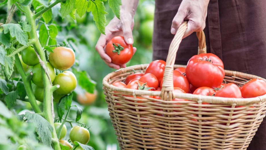 Не изхвърляйте стария хляб - ето как да приготвите най-добрия тор 