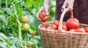 С това лекарство доматите ще станат по-вкусни, здрави и червени за дни