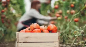 Двойно повече домати са засадени у нас, продават се много по-скъпо