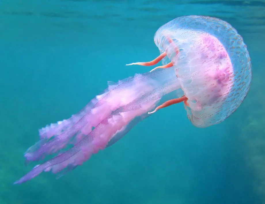 Знаете ли какво трябва да направите, ако ви ужили медуза?