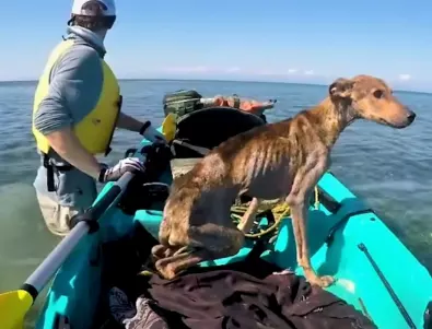 Американец спаси куче от самотен остров (ВИДЕО)