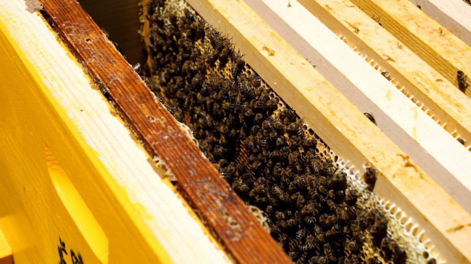 Пчеларите ще бъдат обезщетени с общо 3 млн лв заради