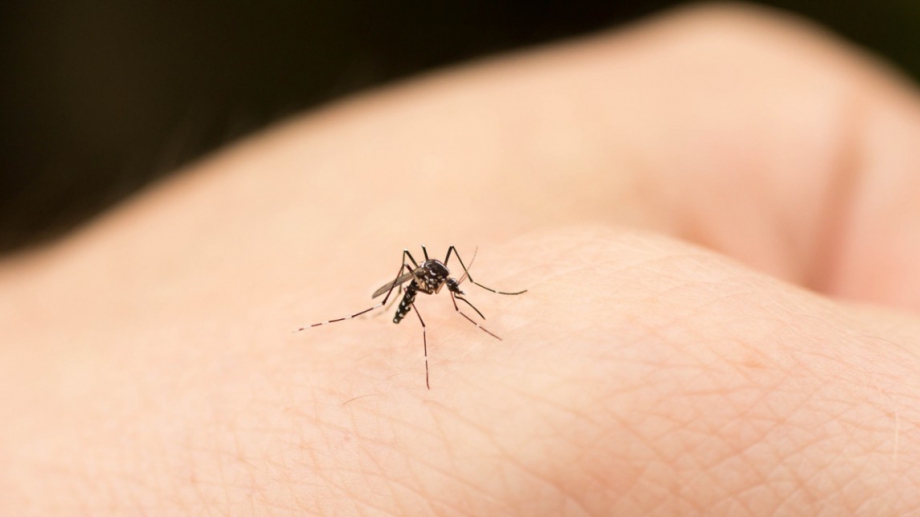 В Китай откриха начин да унищожават комарите с помощта на