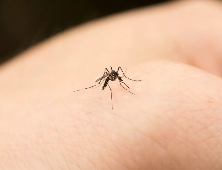 Уникален случай: С мъртъв комар полицията залови изпечен крадец 