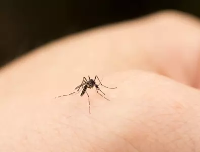 С тези неща ще отблъснете досадните комари