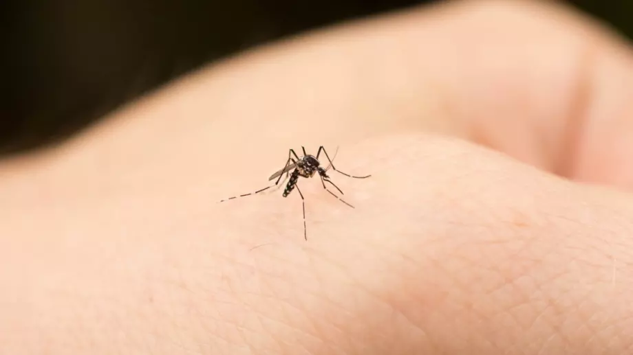 С тези неща ще отблъснете досадните комари