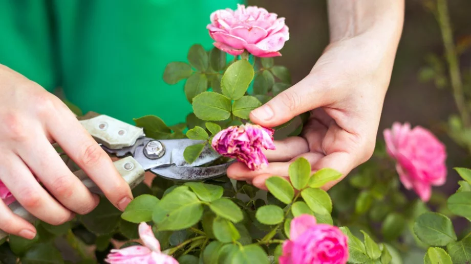 Опитните градинари винаги разчитат на този трик за рязане на розите след цъфтежа