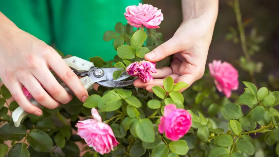 2 млн. лева COVID помощи ще получат розопроизводители