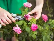 5 грешки, които допускаме при отглеждането на рози	