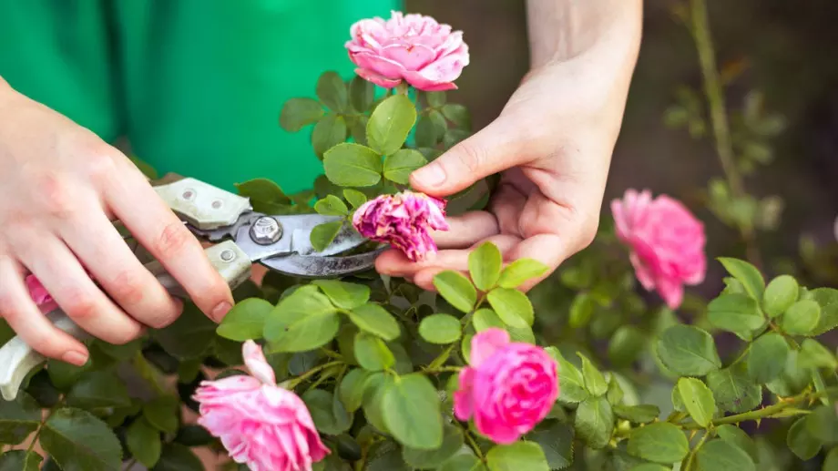 Как да размножавате рози от резници