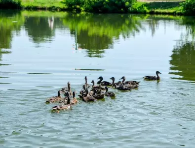 20 млади диви патици заплуваха във водите на старозагорско езеро