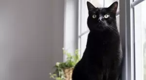 Народни поверия, свързани с черна котка   