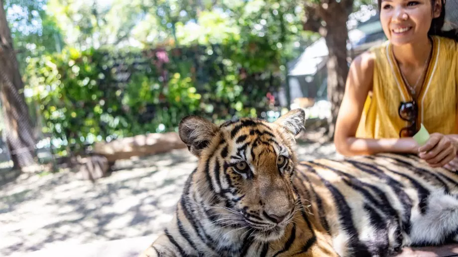 Открийте кое е вашето духовно животно според зодията      