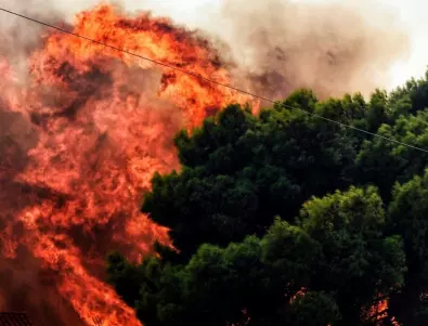 450 хектара от боровите и акациевите гори в Тунис са унищожени от пожари