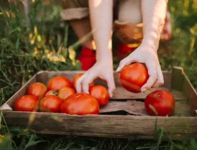 Само 2 подправки ще ви гарантират богата реколта от домати за цяло село 