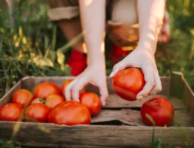 Напръскайте доматите само 2 пъти с този разтвор и ще берете реколтата в кофи