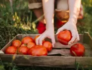 Полейте доматите с това и ще имате реколта до есента