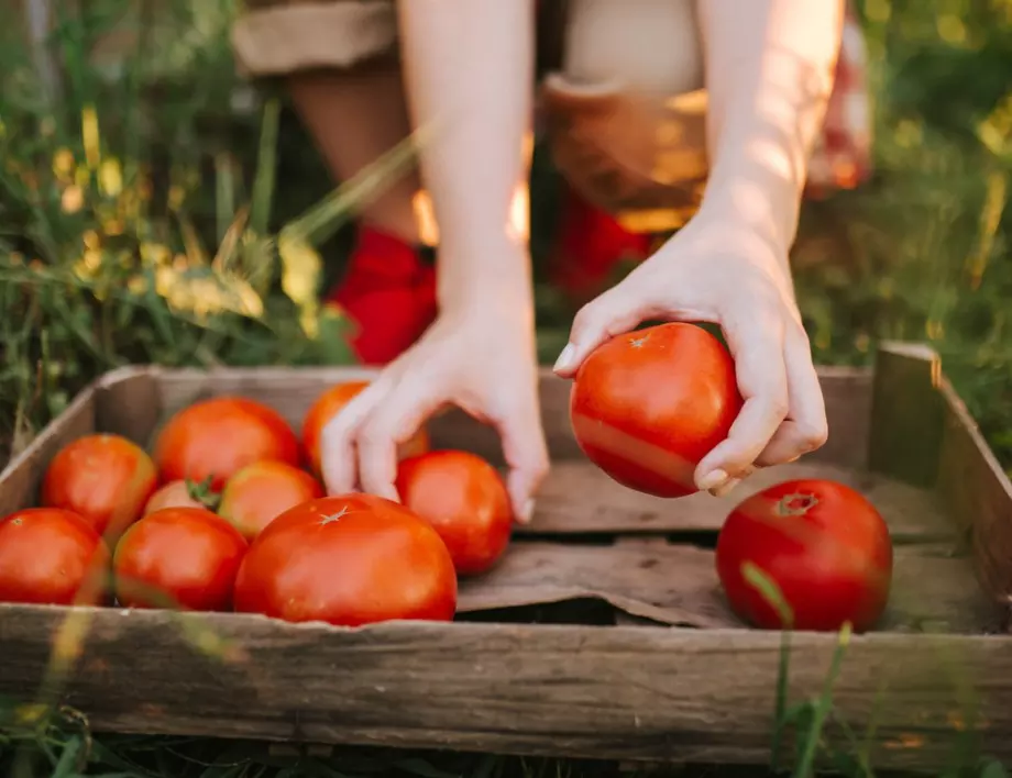 Без тези 2 съставки реколтата на доматите няма да е богата - ето как ги използват опитните градинари