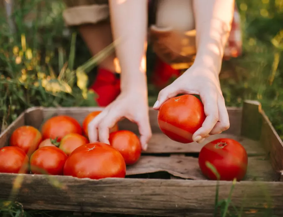 Кога трябва да спрете поливането на доматите?
