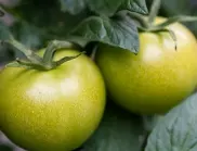 ТРИК, с който откъснатите зелени домати ще узреят за нула време  