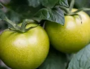 Опитните градинари винаги слагат това в касетките със зелените домати и те узряват по-бързо
