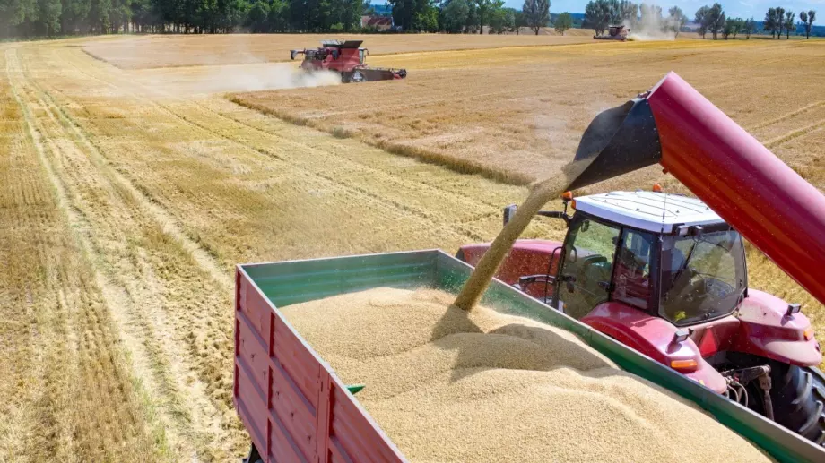 Невиждана от 20 години реколта от пшеница