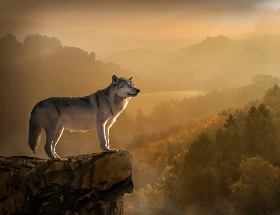 Глутниците вълци в Германия се увеличават, животновъдството търпи сериозни щети