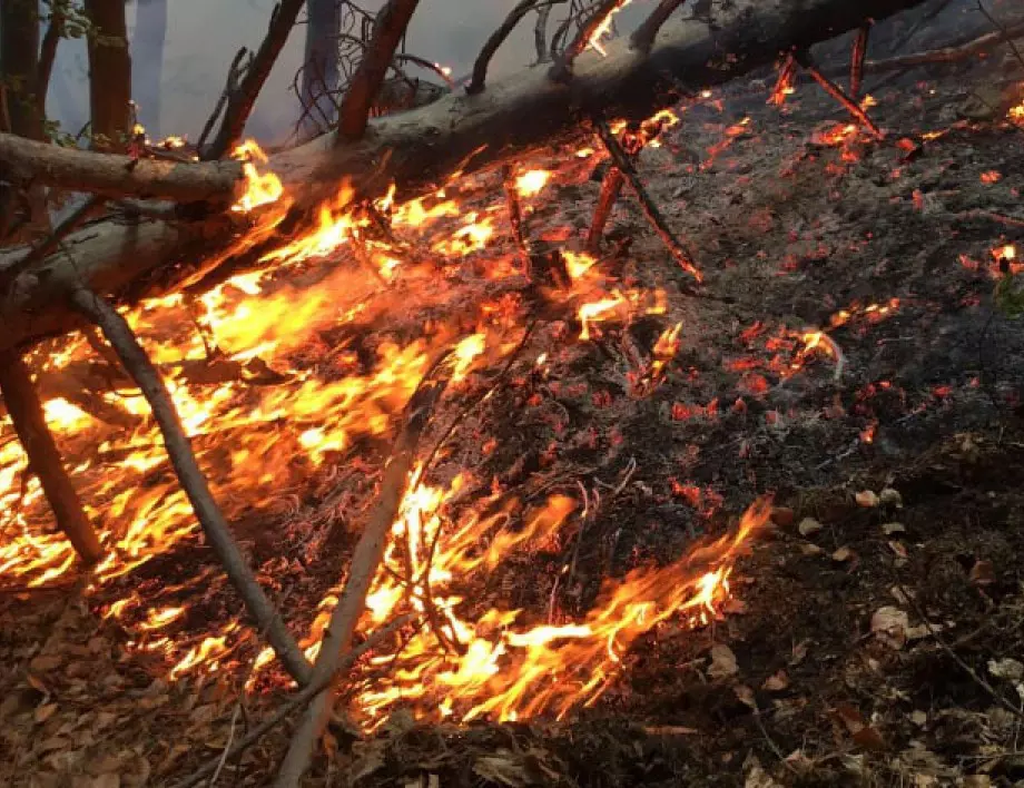 Последна информация за горския пожар над Нар. бани и Югово (СНИМКИ)
